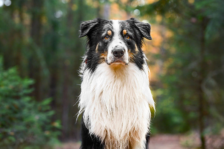 Australian Shepherd Welpen VDH CASD Thüringen Zucht Züchter Welpe Aussie