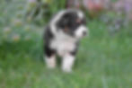 Aerin