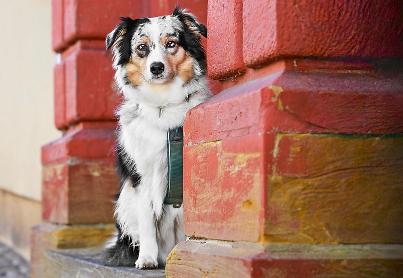 Australian Shepherd Welpe aus VDH CASD Zucht in Thüringen Erfurt Welpen Aussie