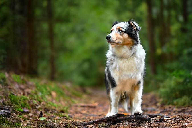 Australian Shepherd Welpe aus VDH CASD Zucht in Thüringen Aussie Erfurt Welpen Züchter