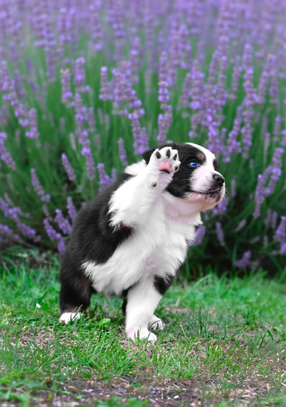 Australian Shepherd Welpe aus VDH CASD Zucht in Thüringen Erfurt Welpen Aussie Züchter