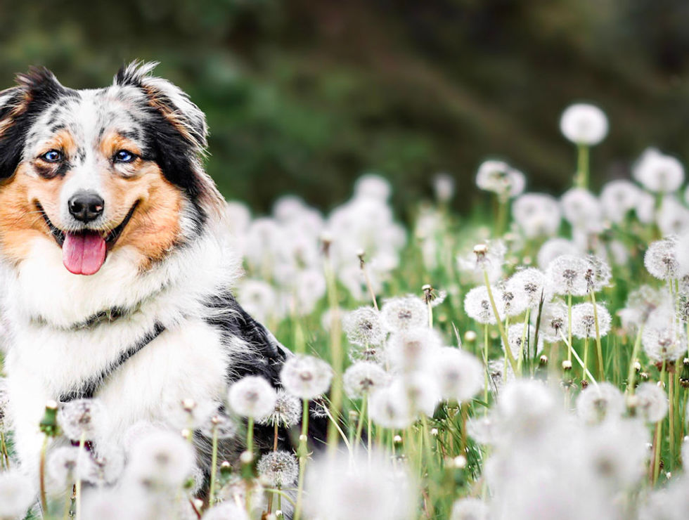Australian Shepherd