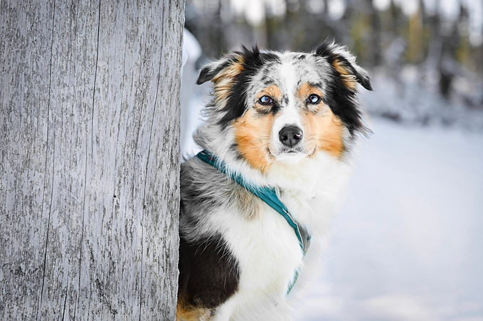 Australian Shepherd Welpen VDH CASD Thüringen Zucht Züchter Welpe Aussie