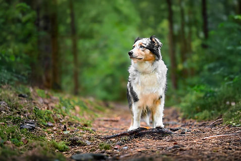 Australian Shepherd Thüringen Thüringer Wald Greenheart Shepherds