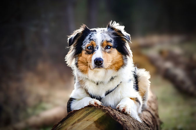 Australian Shepherd Welpe aus VDH CASD Zucht in Thüringen Aussie Welpen Züchter