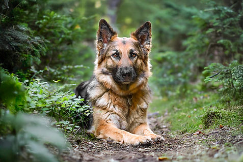 Deutscher Schäferhund Greenheart Shepherds Thüringen Thüringer Wald Zucht VDH FCI