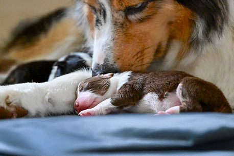 Australian Shepherd Welpe Aussie VDH CASD Thüringen Zucht