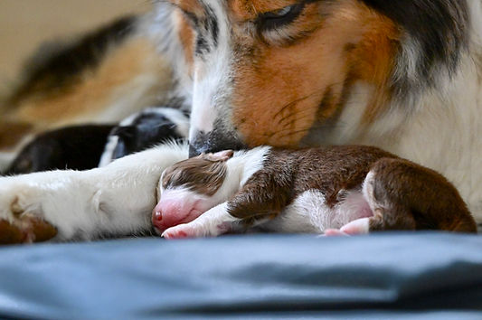 Australian Shepherd Welpen VDH CASD Thüringen Zucht Züchter Welpe Aussie