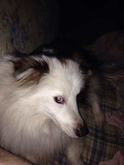 Jingles April 2018 1