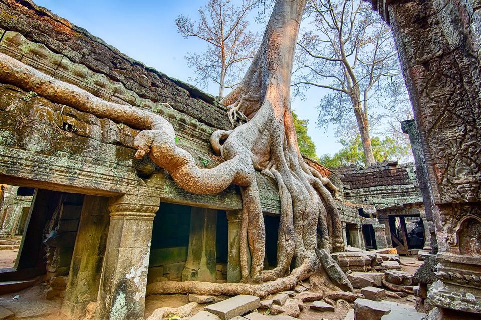 Ta prohm tree Cambodia  Photography workshop