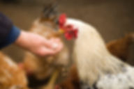 animal-chicken-cockerel-375510.jpg