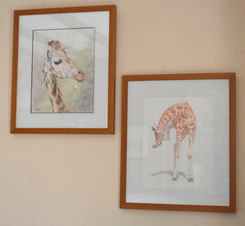 Thumbnail: Giraffe Balancing Act Original Drawing