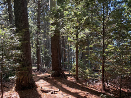 Elements October 2025