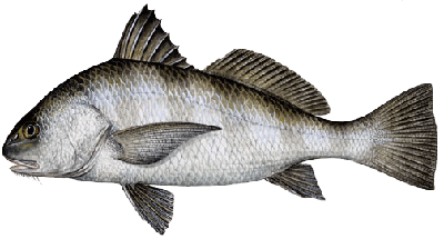 black-drum-sp.gif
