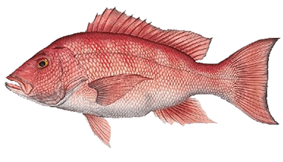 red snapper port aransas