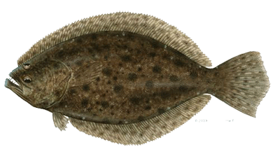 flounder-sp.gif