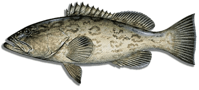 grouper