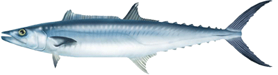 king mackerel port aransas