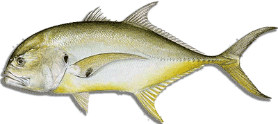 jack-crevalle-medium.gif