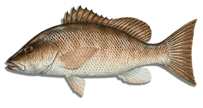 mangrove snapper