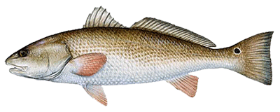 redfish-sp.gif