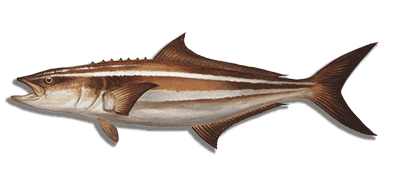 cobia