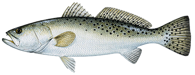 speckled-trout-sp.gif