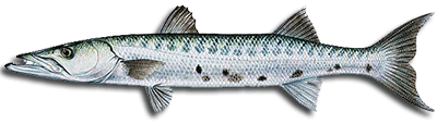 barracuda