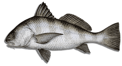 black drum guide port aransas