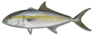 amberjack