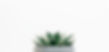 green%20succulent%20plant%20in%20gray%20