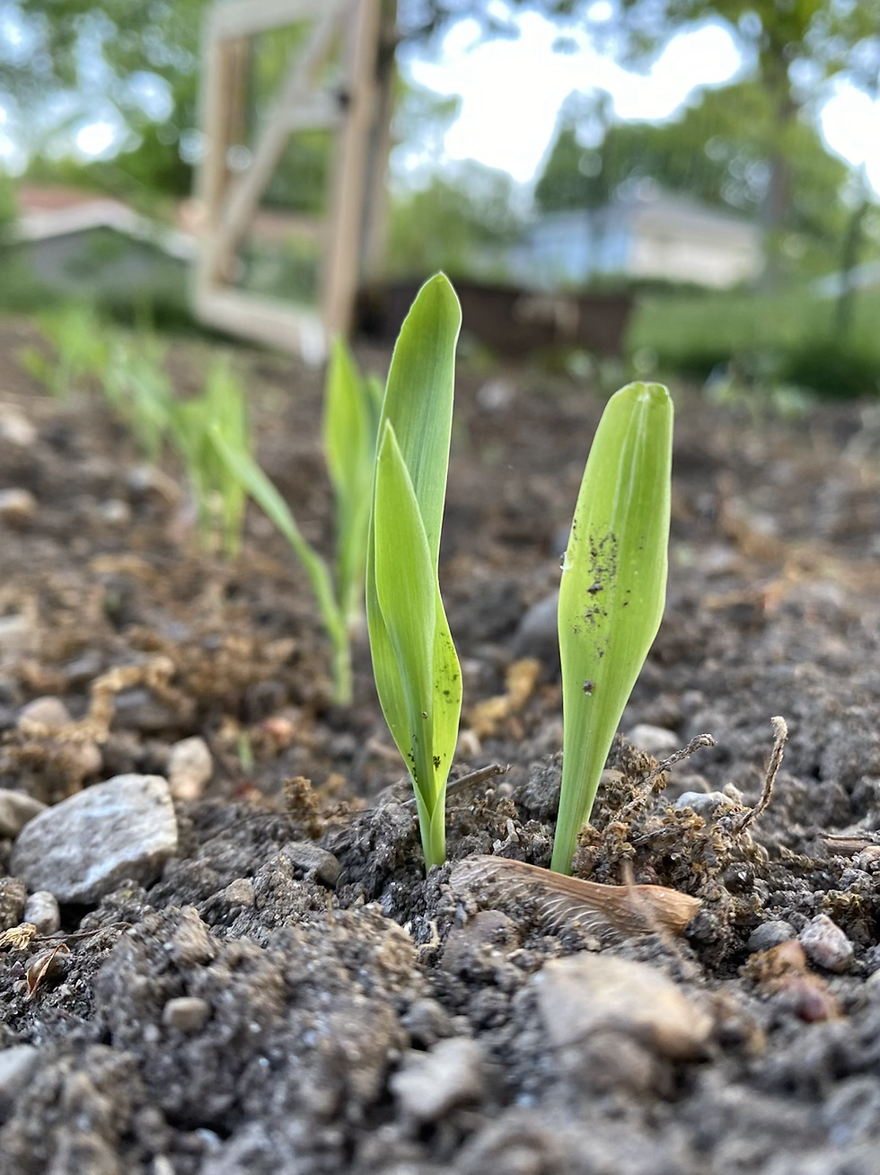 The story of growing corn