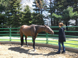 Equine Demo Report