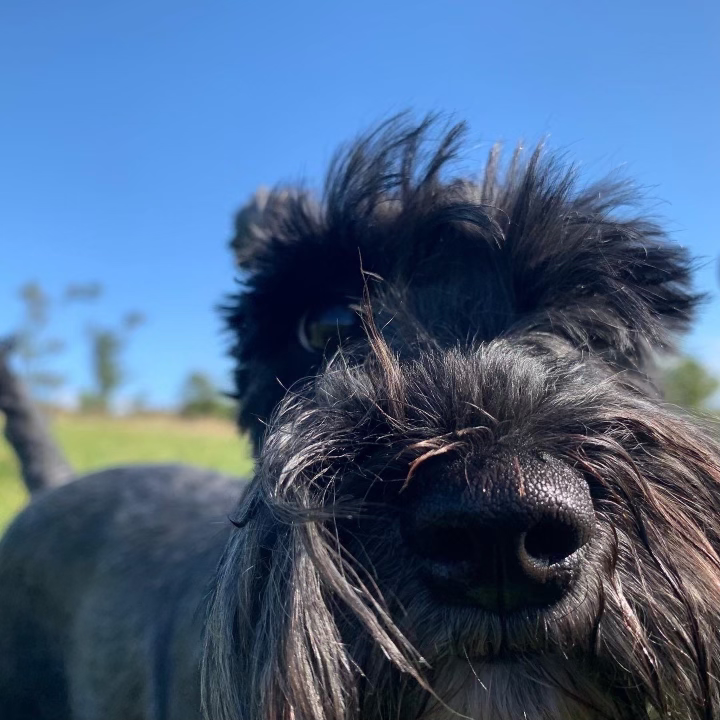 Dog Grooming Eliza's Dog Grooming Ayr