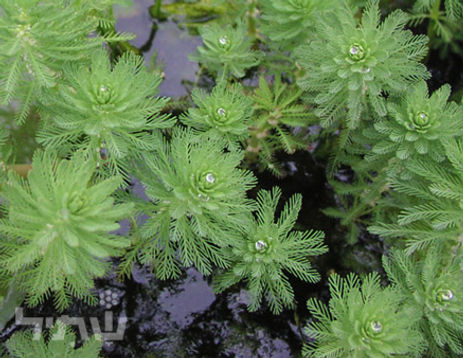 אגבה אמריקנית 'מגוון'