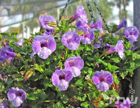 אגבה אמריקנית 'מגוון'