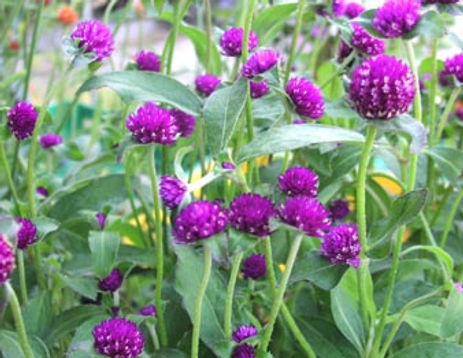 אגבה אמריקנית 'מגוון'