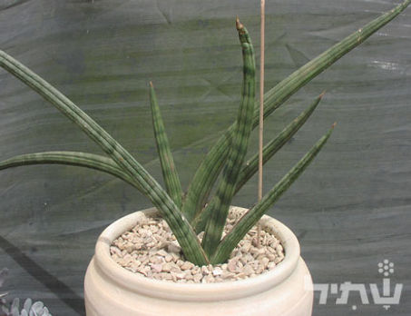 אגבה אמריקנית 'מגוון'