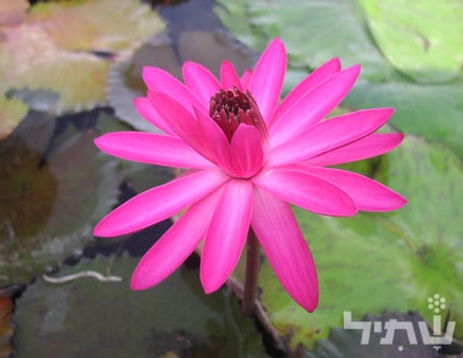 אגבה אמריקנית 'מגוון'