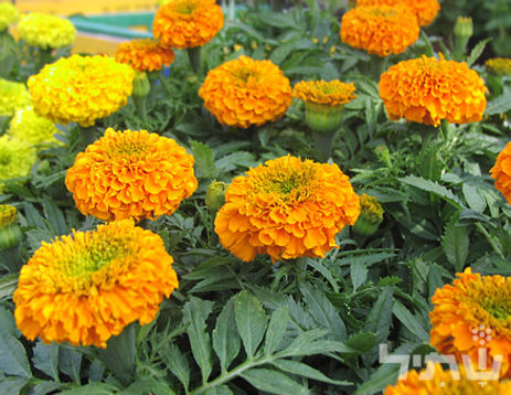 אגבה אמריקנית 'מגוון'