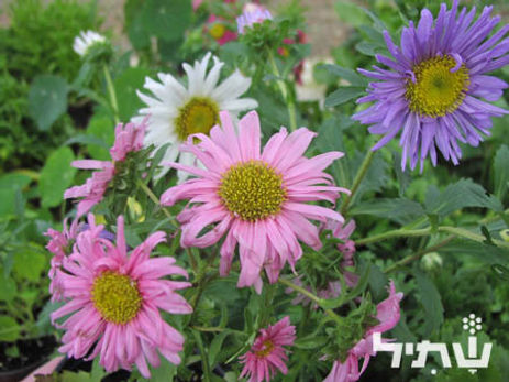 אגבה אמריקנית 'מגוון'