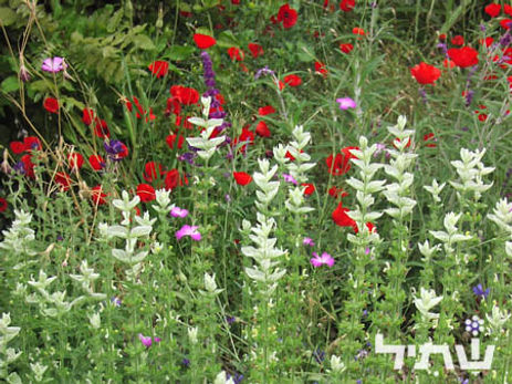 אגבה אמריקנית 'מגוון'