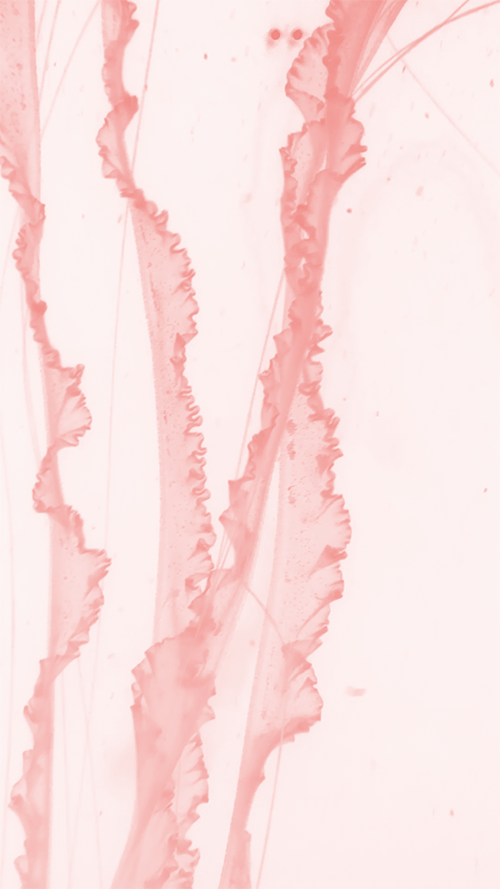 ©JulineDoisne_2019_Tentacules-corail-GIF-.gif