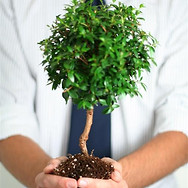 Sosteniendo un pequeño árbol