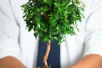 plant
