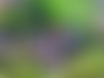 Koi Angelfish in Aquascape