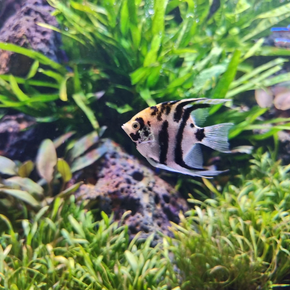 Koi Angelfish in Aquascape