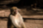 Morocco, Monkey, Travel Photography