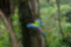 Costa Rica, Macaw, Parrot, Travel Photography, Wildlife