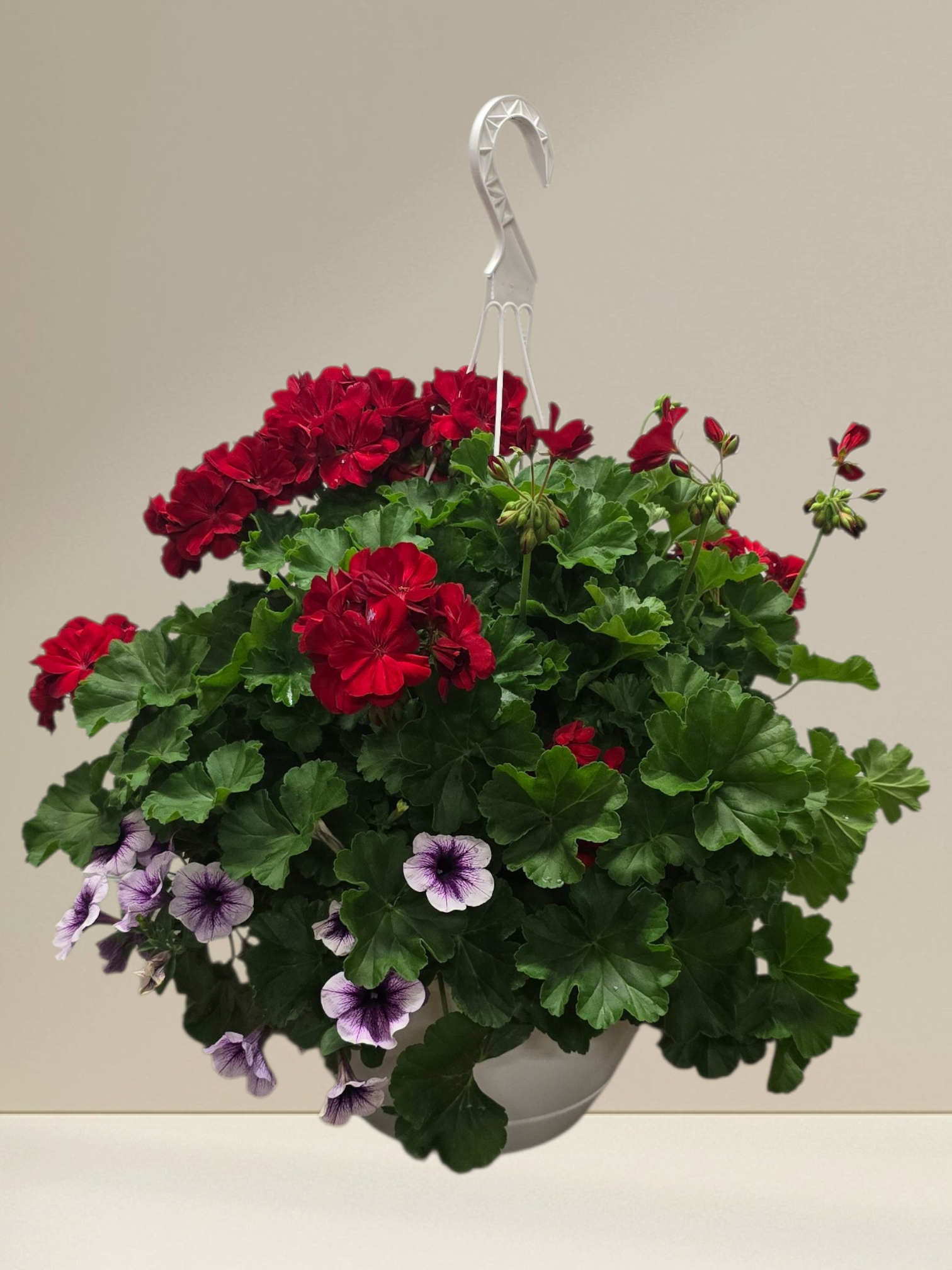 Geranium Hanging Basket